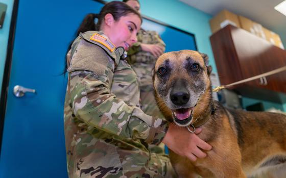 A service member and a brown dog are shown.