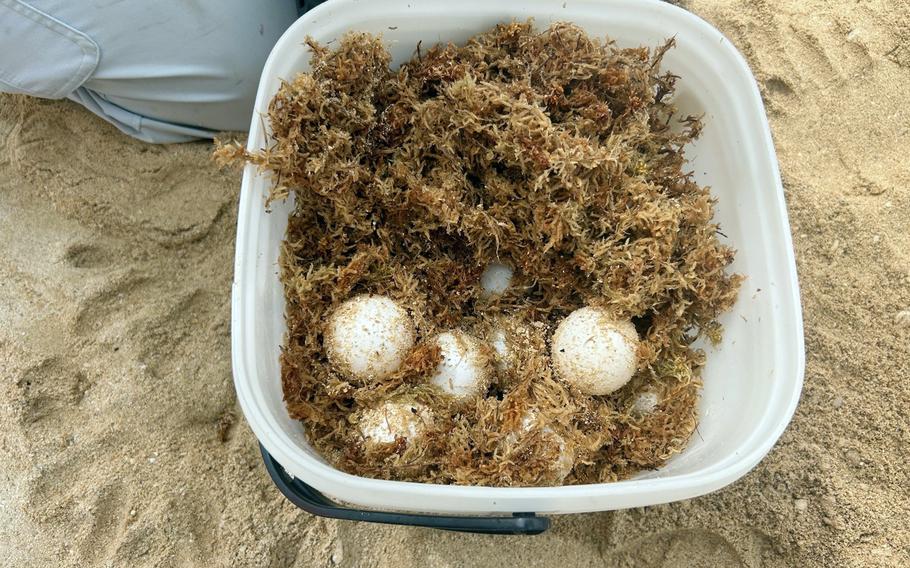 Green sea turtle eggs are collected for relocation on the beach at Torii Station, Okinawa, May 29, 2024.
