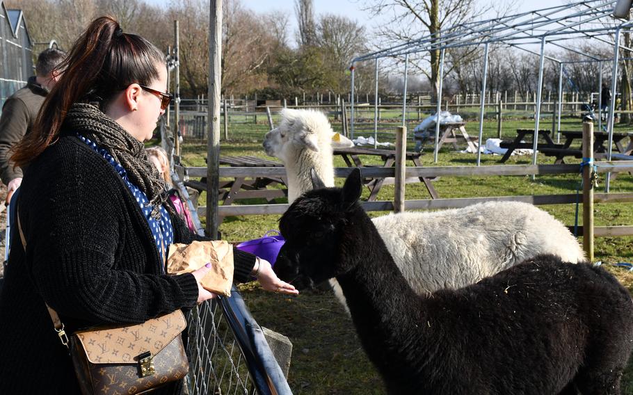Kelly Alvarez feeds the alpacas at South Angle Farm Park Feb. 15, 2023. The park has various large animals visitors can engage with, including alpacas, horses, sheep and goats. 