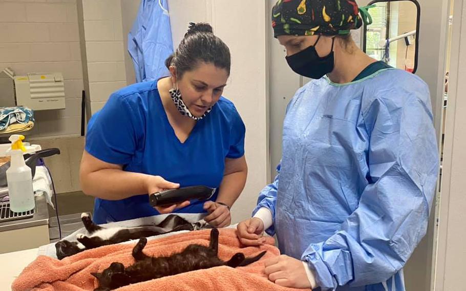 Staff work at the Cumberland County Animal Shelter in Fayetteville, N.C. in this undated photo from social media.