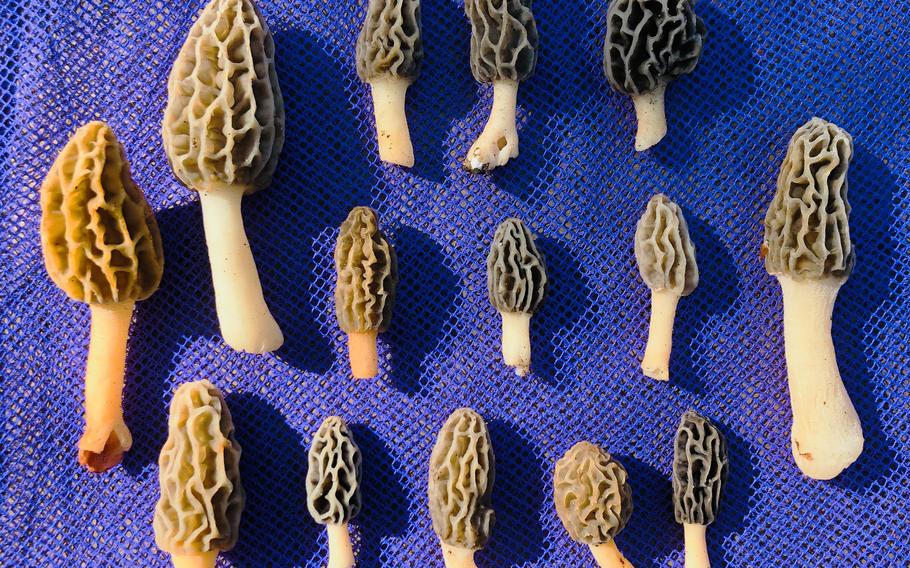 A selection of wild morel mushrooms, a prized pick for foragers. 