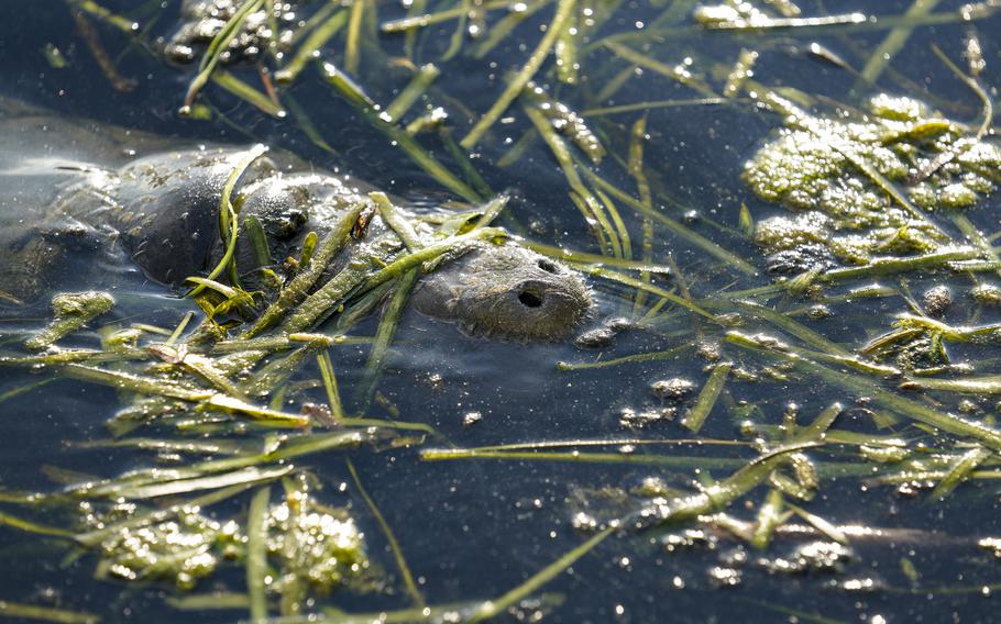 A manatee comes up for air in Kings Bay on the Crystal River on Sept. 13. 