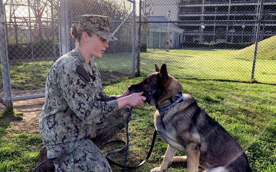 Seaman Emily Willis, a military working dog handler, gives a chew toy on March 31, 2023, to Toto, an 8-year-old German shepherd who serves at Naval Support Activity Naples in Italy. Toto’s veterinarian said he wouldn’t have survived had he not received a lifesaving medical evacuation, which was organized by staffers at the base’s hospital.