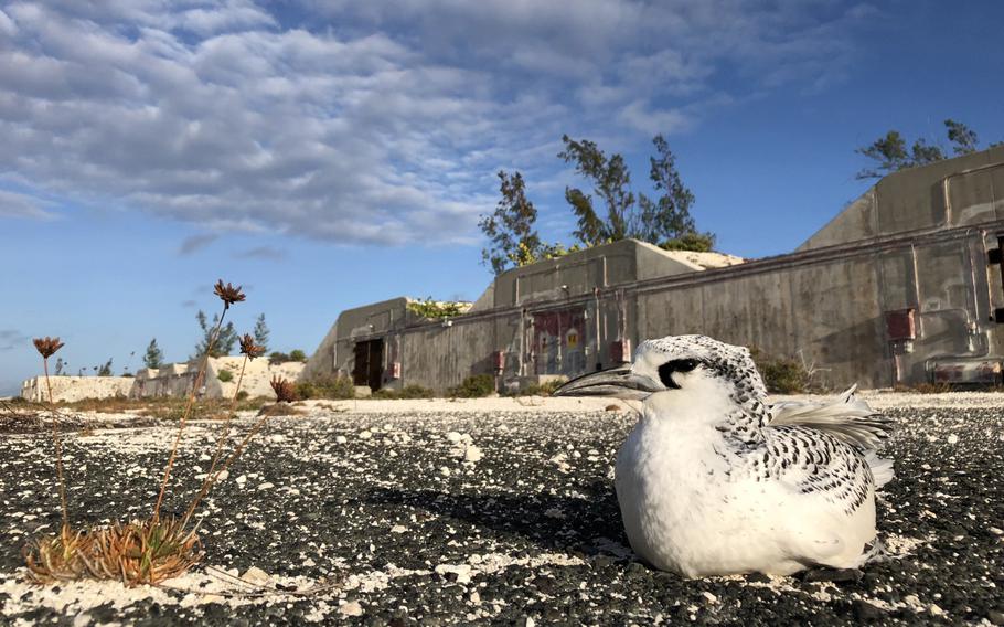 Close-up view of a white bird with black spots, seen from ground level, sits on a rocky beach with an abandoned stone building in the background.