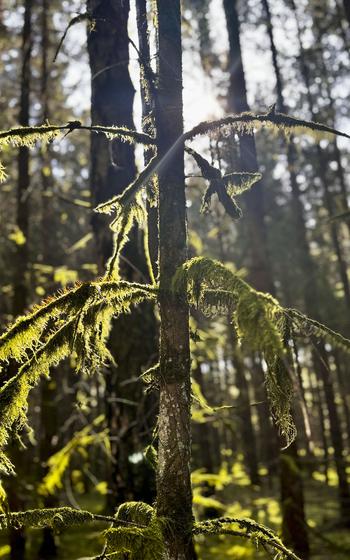 A sapling shows green growing on its branches in the sunlight 