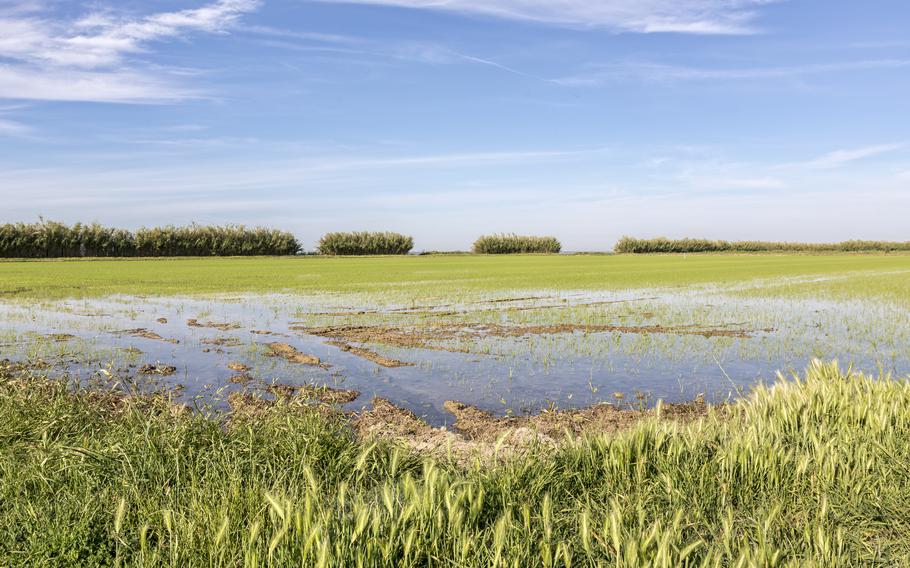 The Camargue region in southern France is the only one in the country where rice is farmed.