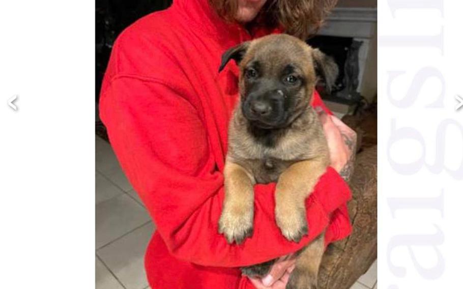Navy spouse Grace Turner said police through a Craigslist ad found two Belgian Malinois that were reportedly stolen from the now-closed Military Mutts Ranch in Aguanga, Calif.