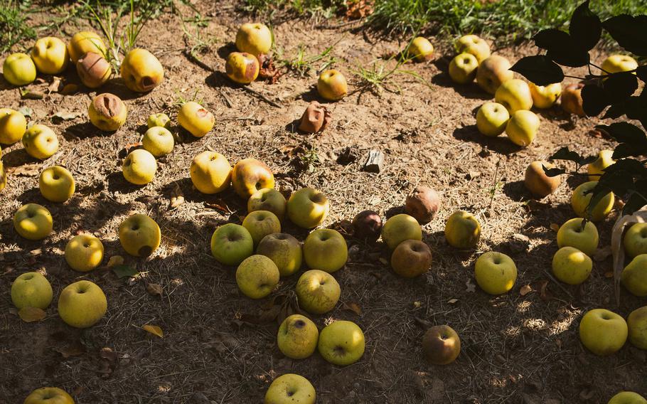 With rising temperatures, the fruit “gets cooked” in the tree before being harvested, but cooler-weather varieties also ripen very fast, fall to the ground and do not reach consumers. Chemicals that are used to prevent pre-harvest drop cannot be used to with organic apples. Chris Walsh’s new species were developed to be heat-tolerant and also fire blight-resistant.