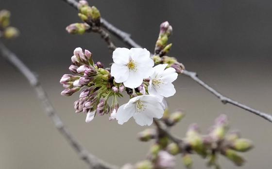 The blooming Somei Yoshino cherry tree at the specimen tree at Yasukuni Shrine in Tokyo, Monday March 24, 2025. (Kyodo Photo via AP)