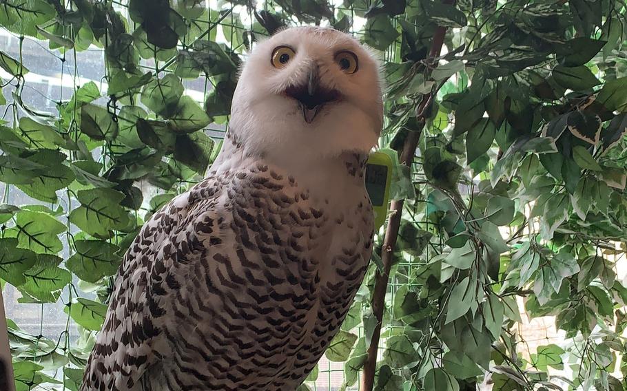 A snowy owl pants to cool off at the Kamakura Owl Forest in Tokyo.