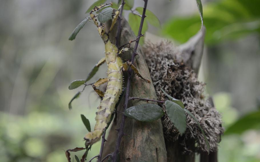 This stick insect blends in well with its environment at the House of the Butterflies in Bordano, Italy.
