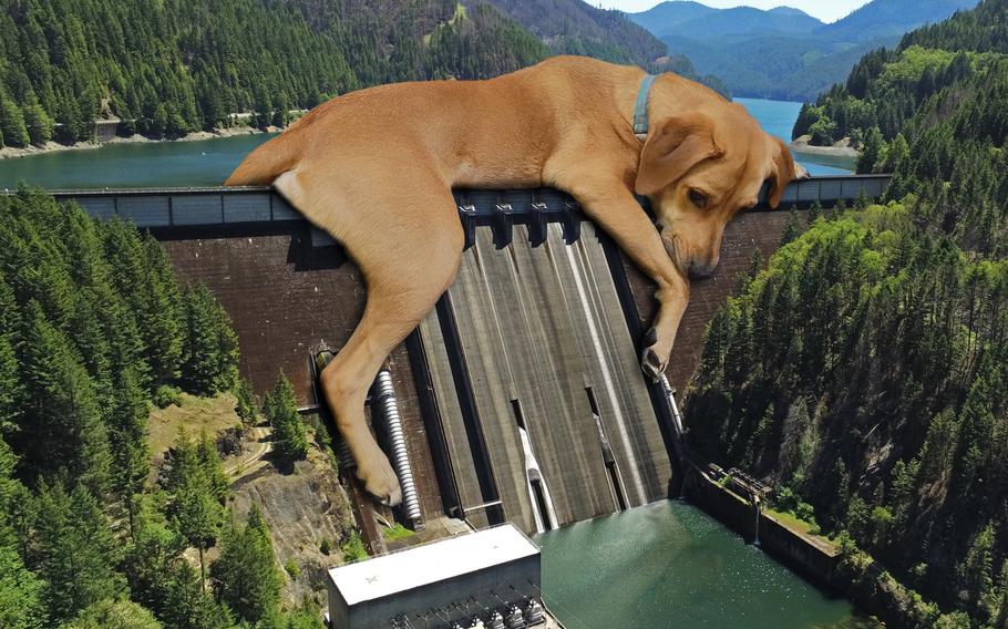 A dog lounges on a dam in the 2024 calendar produced by the Army Corps of Engineers district in Portland, Ore. The agency's inaugural cat calendar for 2023 was downloaded 530,000 times.