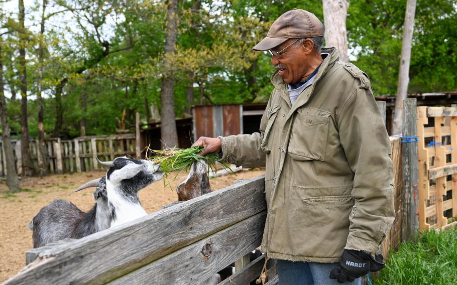 Newell Quinton treats a few of his 50 goats to a handful of grass as he makes his rounds on his farm, Gran'Sarah's HIll, in San Domingo.