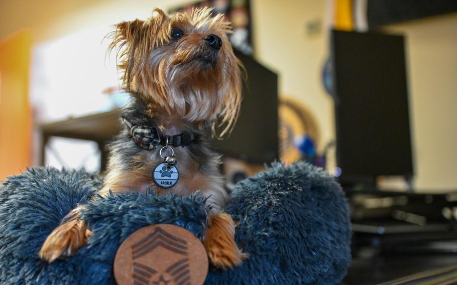 Archer, a Yorkshire terrier belonging to Air Force Chief Master Sgt. Melissa Robbins, sits in his owner’s office at Incirlik Air Base, Turkey, Dec. 8, 2023. Archer is the first pet of a service member assigned to the 39th Air Base wing allowed on base since 2016, and Robbins said his arrival has boosted morale.