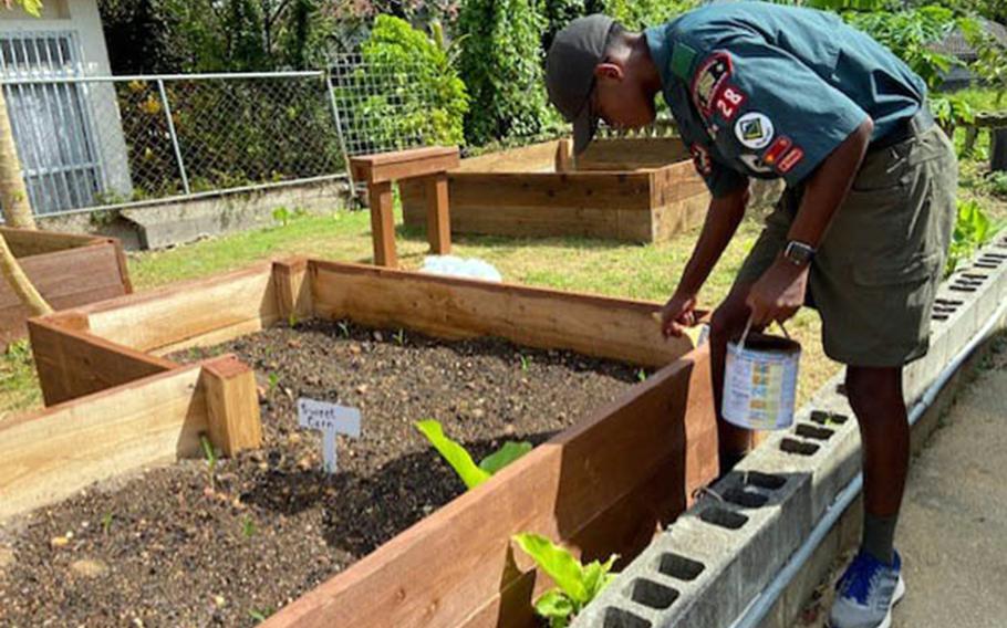 For his Eagle Scout project, Nijrell Jackson turned an empty space at an Okinawa community center into a garden with rows of sweet corn, carrots, daikon, radishes, cucumbers, melons and spinach.