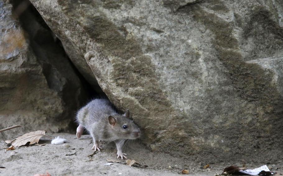 A rat leaves its burrow at a park in New York City on Sept. 17, 2015. So far this year, people have called in some 7,100 rat sightings — that’s up from about 5,800 during the same period last year, and up by more than 60% from roughly the first four months of 2019, the last pre-pandemic year.