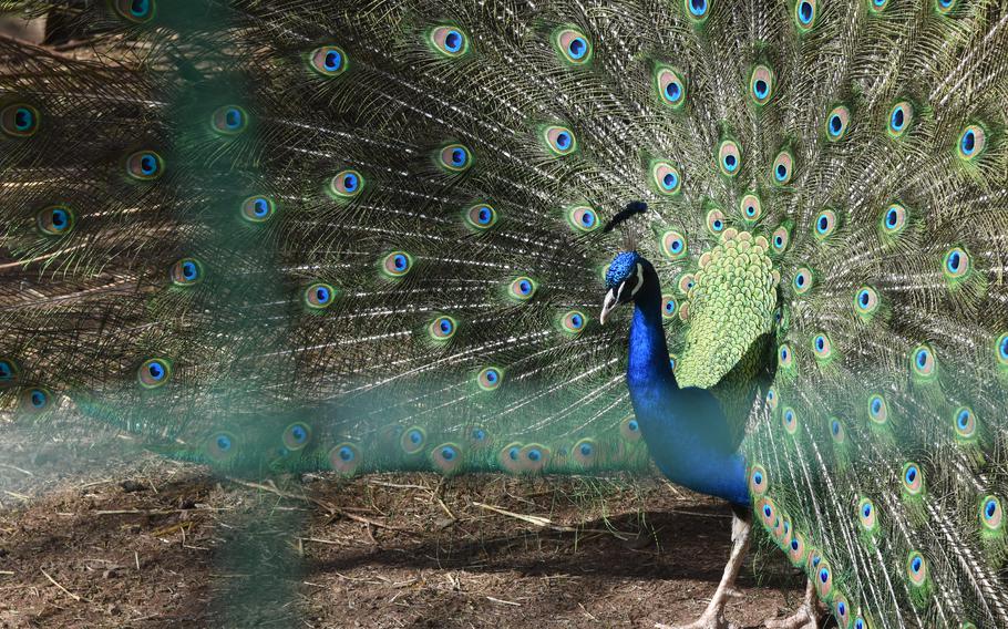 A peacock struts its stuff at Freisen Nature Wildlife Park on April 5, 2023. The park is close to Baumholder and less than a 40-minute drive from Kaiserslautern. It is open year-round.