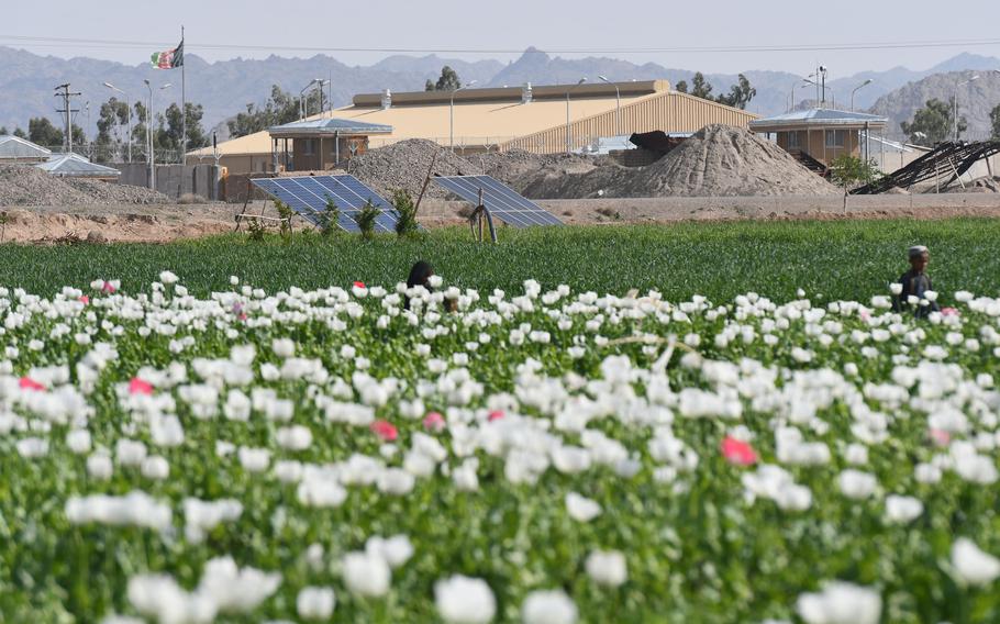 Opium poppies grow near a police station in Zhari district, Kandahar province in 2019. A growing preference among global drug producers for cheaper synthetic opioids, such as fentanyl, could bust up the Afghan heroin industry that fuels the country's insurgencies and corruption, a Rand Corp. report said.