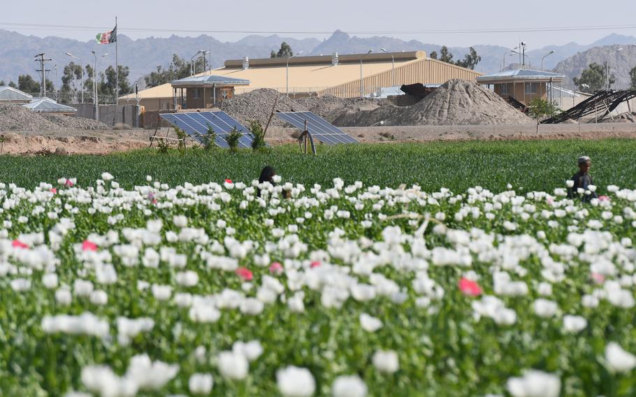 Opium poppies grow near a police station in Zhari district, Kandahar province in 2019.