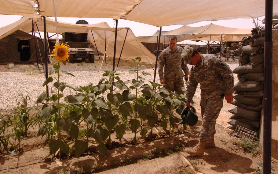 Staff Sgt. Francis Jaeger, 42, from Fort Worth, Texas, and Spc. Ben Colton, 26, from Laie, Hawaii, tend their garden on the side of their work center in their off time. After changing fans and deep cleaning vehicles it's a side hobby both of the soldiers, attached to the 842nd Signal Battalion, enjoy at FOB Sykes on Wednesday. Jaeger said, "We try to bring a little bit of home with us."