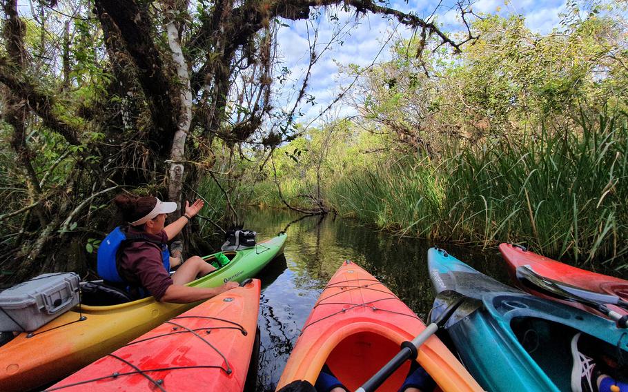 Naturalist and kayak guide Meg Chamberlain points out the many bromeliads found along Turner River in the Big Cypress National Preserve, adjacent to Everglades National Park, Florida. 