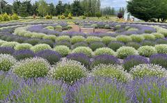 Rain Shadow Lavender Farm built a labyrinth out of the fragrant plant in Sequim, Wash., the lavender capital of North America. MUST CREDIT: Washington Post photo by Andrea Sachs