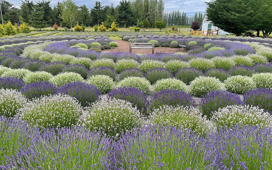 Rain Shadow Lavender Farm built a labyrinth out of the fragrant plant in Sequim, Wash., the lavender capital of North America. 