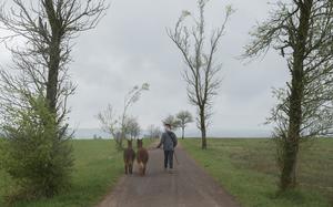 An Alpakas Eifel patron walks through the countryside with alpacas by his side during a hike in Plütscheid, Germany, April 13, 2025. When the weather is clear, the hike offers stunning views of the western Eifel region's rolling hills.