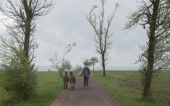 An Alpakas Eifel patron walks through the countryside with alpacas by his side during a hike in Plütscheid, Germany, April 13, 2025. When the weather is clear, the hike offers stunning views of the western Eifel region's rolling hills.