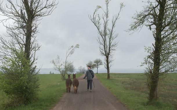 An Alpakas Eifel patron walks through the countryside with alpacas by his side during a hike in Plütscheid, Germany, April 13, 2025. When the weather is clear, the hike offers stunning views of the western Eifel region's rolling hills.