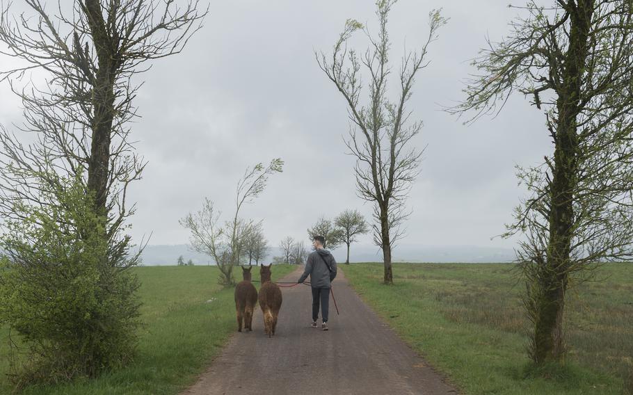 Two alpacas and one human walk along a path in the countryside.