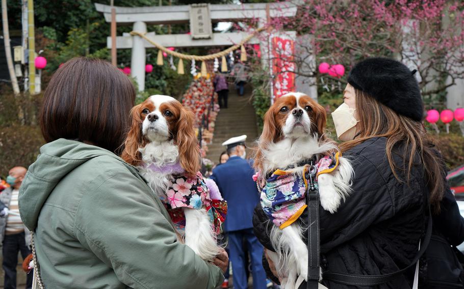 Two shrine-goers dressed their dogs in tiny kimonos for the Girls' Day celebration at Zama Shrine, March 3 2023.