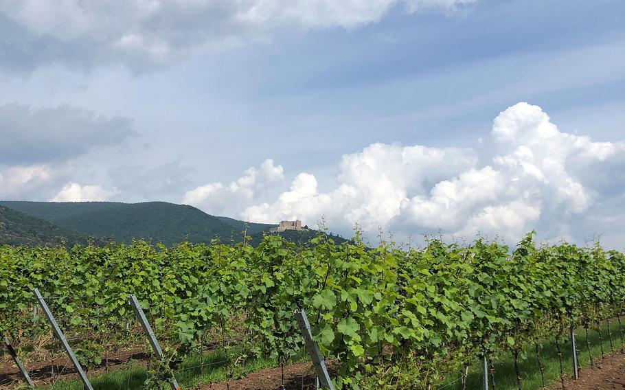 Riding among the grapevines, Hambach Castle can be seen in the distance. The castle is a major attraction in Neustadt an der Weinstrasse and is regarded as the birthplace of German democracy. 