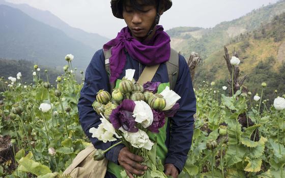 A member of Pat Jasan, a grassroots organization motivated by their faith to root out the destructive influence of drugs, holds poppies as his group slashes and uproots them from a hillside, in Lung Zar village, northern Kachin State, Myanmar on Feb. 3, 2016. The production of opium in Myanmar has flourished since the military's seizure of power, with the cultivation of poppies up by a third in the past year as eradication efforts have dropped off and the faltering economy has led more people toward the drug trade, according to a United Nations report released Thursday, Jan. 26, 2023.