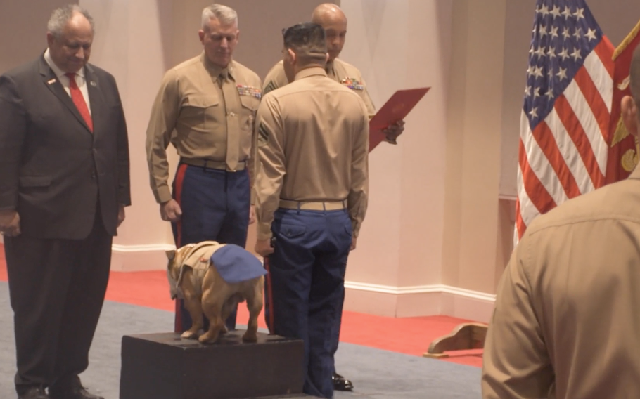 Marine Corps mascot, Chesty XVI, gets promoted to the rank of Private First Class during a ceremony at Marine Barracks in Washington, D.C.
