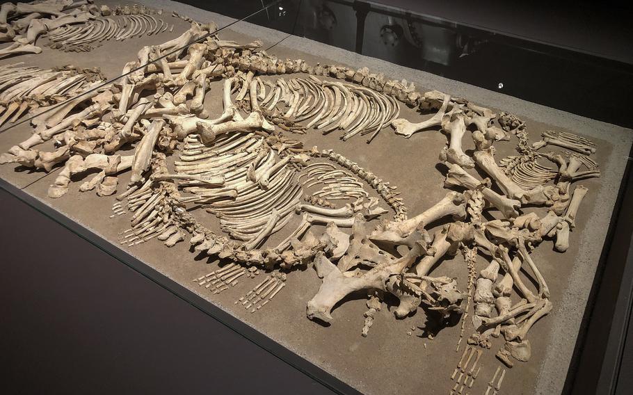 The bones in a burial of horses display at Voelklingen Ironworks in Voelklingen, Germany, date back to 660 A.D. 