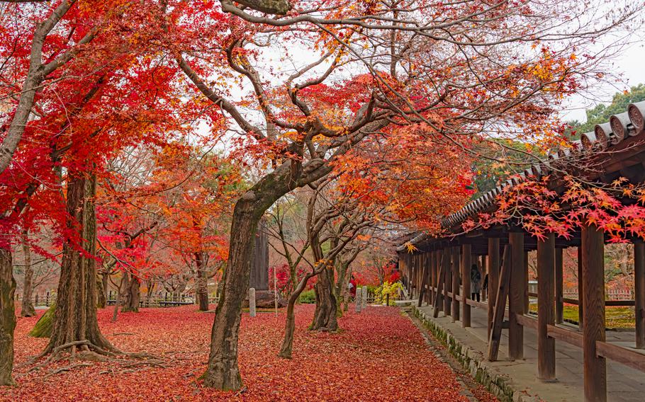 While now the most popular leaf-viewing location in Kyoto, Tofukuji temple used to be highly regarded as a cherry blossom-viewing spot until the Muromachi period (1336-1573), according to the temple. 
