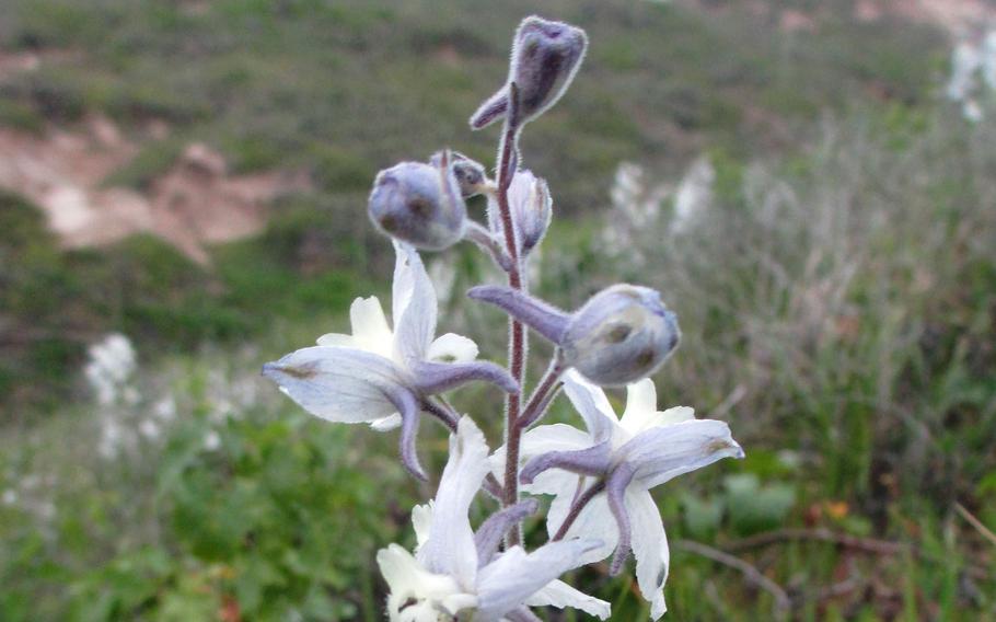 The San Clemente Island larkspur.