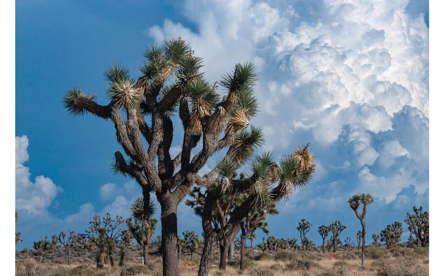 For the Joshua tree — a wild and whimsical internationally recognized symbol of California — fire has become an existential threat.