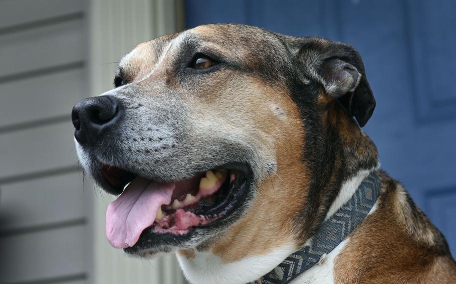 Veteran Donald Rhodes adopted Yankee, a rescue dog, through the low-cost Pets for Patriots program from the Harford County, Conn., animal shelter.