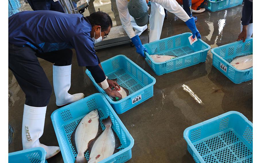 Buyers check fish during an auction in Iwaki, Fukushima Prefecture, Japan, on Thursday, Aug. 24, 2023, as Tokyo Electric Power Co. was set to release treated water from its Fukushima Dai-Ichi nuclear plant into the Pacific Ocean.