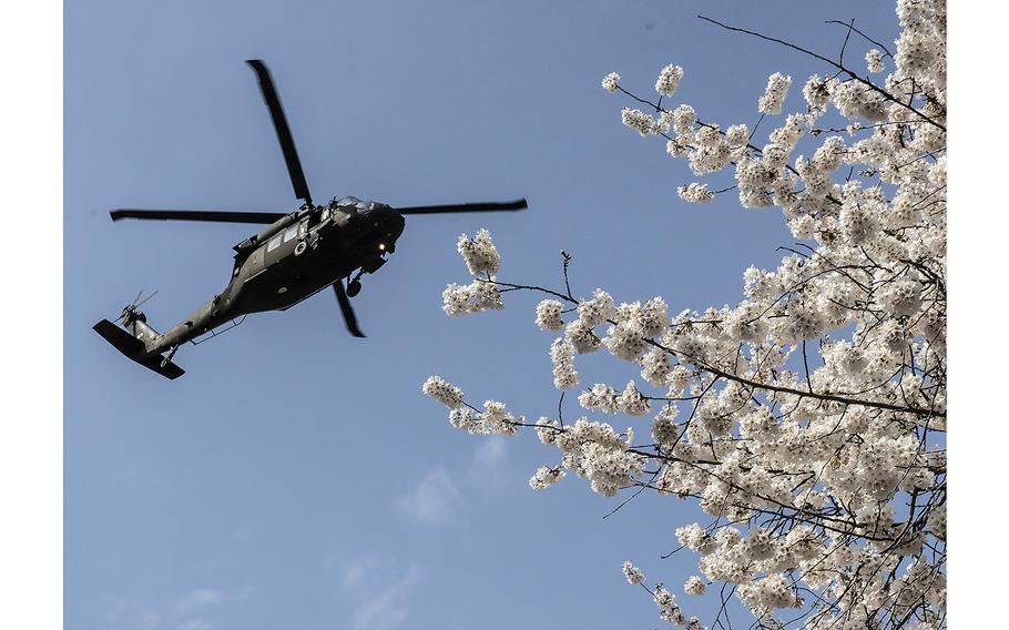 A helicopter flies over cherry blossoms at the Franklin D. Roosevelt Memorial in Washington, D.C., March 23, 2023.
