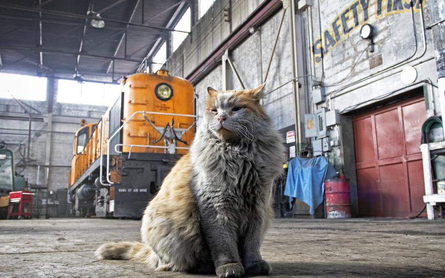 Dirt, an orange and white cat born under a rail car in 2008, has called the locomotive shop home ever since. 