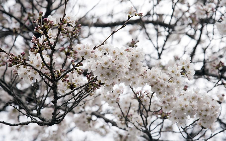 Sakura, or cherry blossoms, begin to bloom at Yokota Air Base, Japan, Tuesday, March 21, 2023.