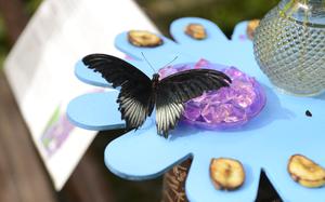 A butterfly dines on colorful food at the House of the Butterflies in Bordano, Italy.