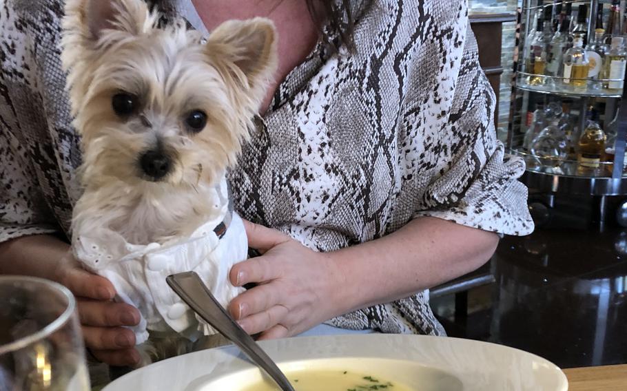 Dogs are welcome at Hotel-Restaurant Barbarossahof in Kaiserslautern, Germany.