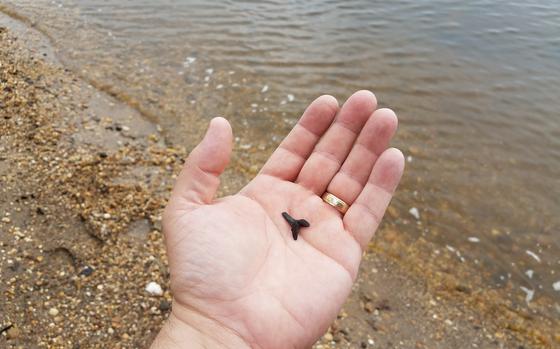 A shark’s tooth is a cool beachcombing find.