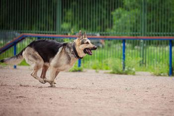 German shepherd dog running on the track