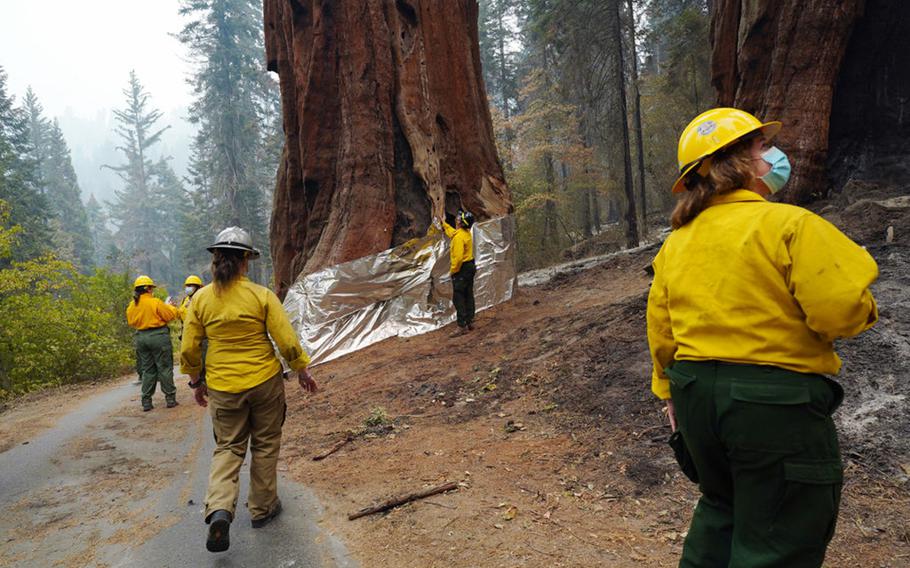 National Park Service staff inspect the insulated structure protection wrapped base of one of the Four Guardsmen giant sequoias during a tour of the KNP Complex fire burn area around Giant Forest on Sept. 30, 2021 in Sequoia National Park, Calif. 
