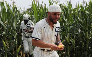 Chicago White Sox third baseman Yoan Moncada, right, holds an ear of corn in his hands as he and teammates walk through the cornfields before the Field of Dreams game against the Yankees on Thursday, Aug. 12, 2021, in Dyersville, Iowa. The game was played on the same farm as the Academy Award-nominated movie "Field of Dreams" was filmed. (Jose M. Osorio/Chicago Tribune/TNS)